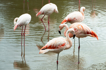 Fototapeta na wymiar Flamingos in the pond