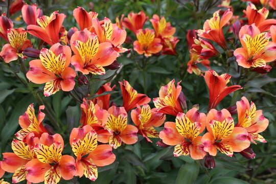 Alstroemeria (lys des Incas) en gros plan