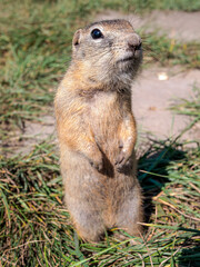 Naklejka na ściany i meble A prairie dog standing on the hind legs and looking around