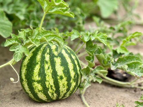 Fresh and organic watermelon on a field