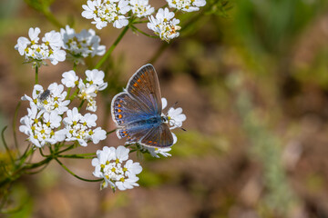 small butterfly feeding on white flower, Anatolian Blue Argus, Polyommatus crassipunctus