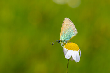 tiny blue butterfly on daisy, Diana Blue, Polyommatus diana