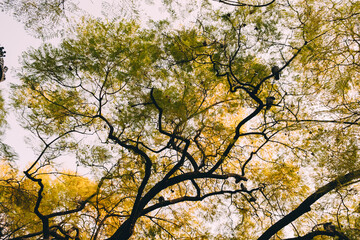 Image of yellow and green leaves tree's crown.