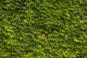 Ivy texture. Ivy hedge background. Ivyberry backdrop. Ivy Green wall. Green leaves background. Myrtle green background