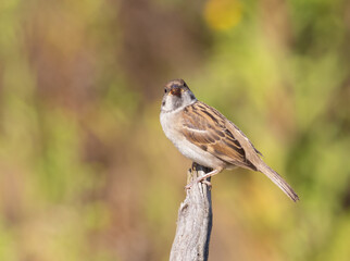 Eurasian tree sparrow, Passer montanus. A bird sits on a branch against a green background