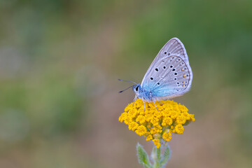 blue butterfly on yellow grass, Common Blue, Polyommatus icarus