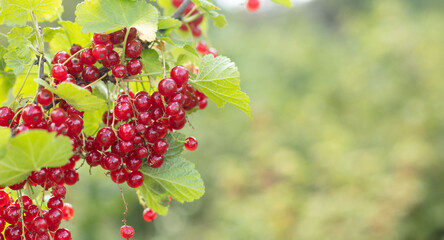 Branch of red currant with berries, copy space for text