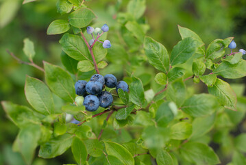 Blueberries on a bush, the concept of growing berries and seedlings of useful berries
