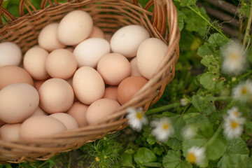 Close-up of chicken eggs in a wicker basket