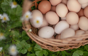 Close-up of chicken eggs in a wicker basket