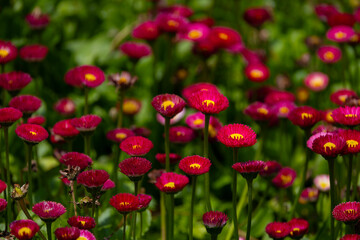 Pink color daisies with green stems and blurred background. (Bellis perennis)