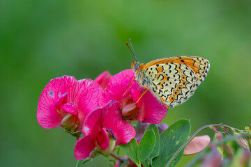 big butterfly on pink flower, Freyer’s Fritillary, Melitaea arduinna