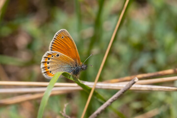 big orange butterfly, Russian Heath, Coenonympha leander