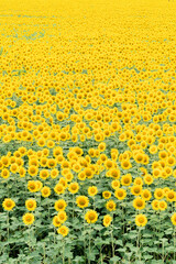 夏の黄色い絨毯