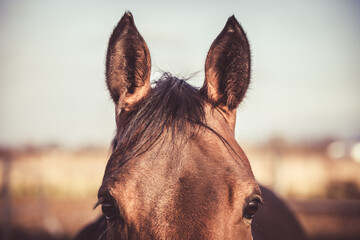 Close-up of a horse's ears. Horse sports equestrian theme. - obrazy, fototapety, plakaty
