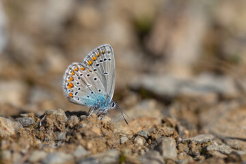Fototapeta na wymiar blue big butterfly, Turkmenistan Zephyr Blue, Plebejus zephyrinus