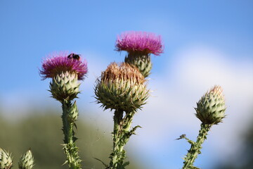 Cynara cardunculus. Purple cardoon flowers in garden. Close up.