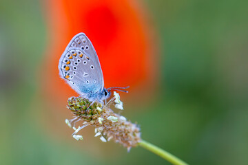 blue little butterfly on green grass, Turkmenistan Zephyr Blue, Plebejus zephyrinus