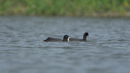 Tiruchirapalli,Tamilnadu, india-june 23 2023  two black duck on the water 