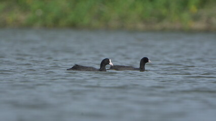 Tiruchirapalli,Tamilnadu, india-june 23 2023  two black duck on the water 