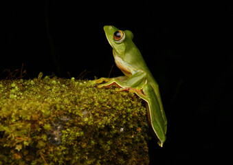 Obraz premium green tree frog, green frog on a wall
