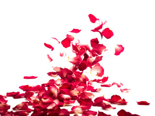 Rose petals fall to the floor. Isolated background. Ai generated.