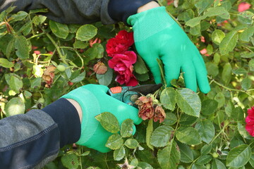 Removing faded climbing rose flowers with garden pruners