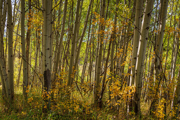Quaking Aspen Grove