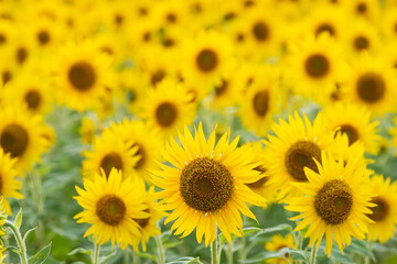 Fototapeta premium 賑やかなひまわり畑