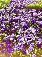 Obraz premium purple and white flowers