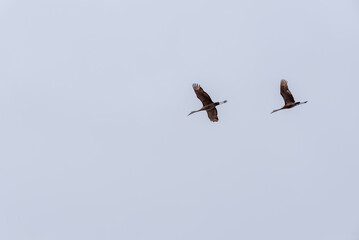 Sandhill Cranes Flying In A Grey Sky During Spring Migration