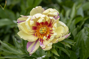 Paeonia Itoh Hybrids "Lolliepop" in the spring garden