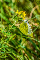 Green Veined White Butterfly