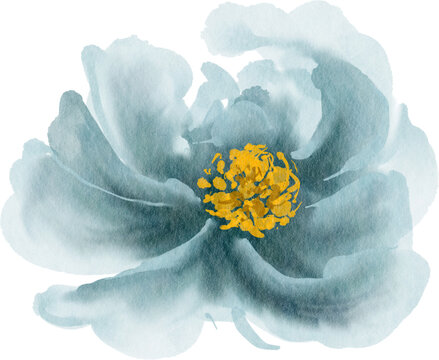 Fototapeta Watercolor blue flower. Design element with floral theme.