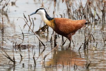Jacana à poitrine dorée,.Actophilornis africanus, African Jacana, Parc national Kruger, Afrique du Sud