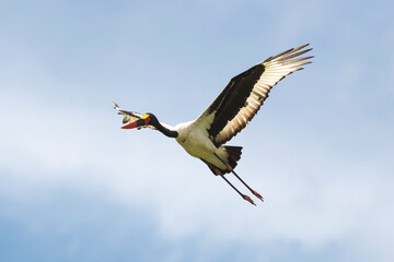 Jabiru d'Afrique.Ephippiorhynchus senegalensis, Saddle billed Stork, Afrique du Sud