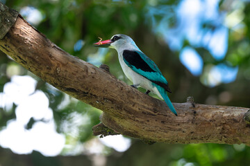 Martin chasseur du Sénégal,.Halcyon senegalensis, Woodland Kingfisher