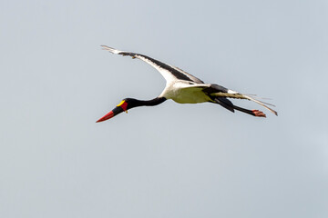 Jabiru d'Afrique.Ephippiorhynchus senegalensis, Saddle billed Stork, Afrique du Sud