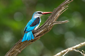 Martin chasseur du Sénégal,.Halcyon senegalensis, Woodland Kingfisher