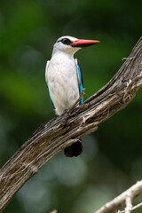 Martin chasseur du Sénégal,.Halcyon senegalensis, Woodland Kingfisher