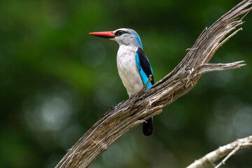 Martin chasseur du Sénégal,.Halcyon senegalensis, Woodland Kingfisher