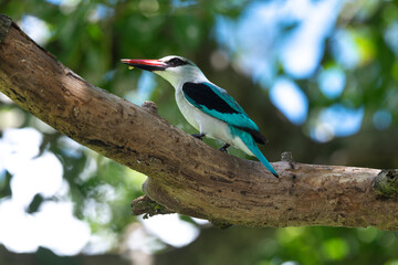 Martin chasseur du Sénégal,.Halcyon senegalensis, Woodland Kingfisher