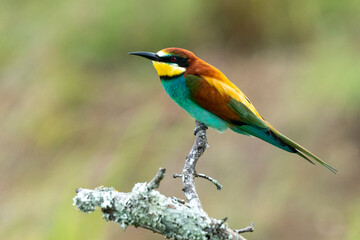 Guêpier d'Europe,.Merops apiaster, European Bee eater