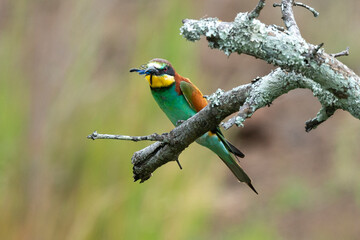 Guêpier d'Europe,.Merops apiaster, European Bee eater