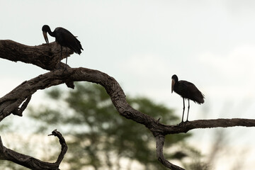 Bec ouvert africain,.Anastomus lamelligerus; African Openbill