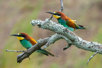Guêpier d'Europe,.Merops apiaster, European Bee eater