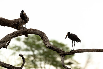 Bec ouvert africain,.Anastomus lamelligerus; African Openbill
