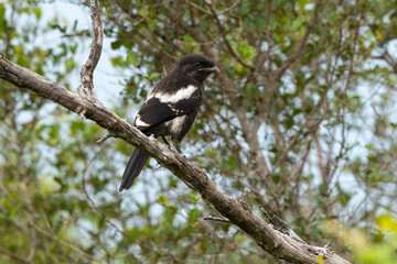 Corvinelle noir et blanc,.Urolestes melanoleucus, Magpie Shrike
