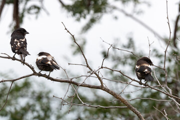 Corvinelle noir et blanc,.Urolestes melanoleucus, Magpie Shrike
