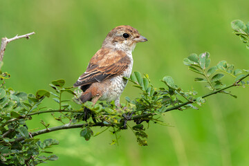Pie grièche écorcheur, immature, Lanius collurio, Red backed Shrike